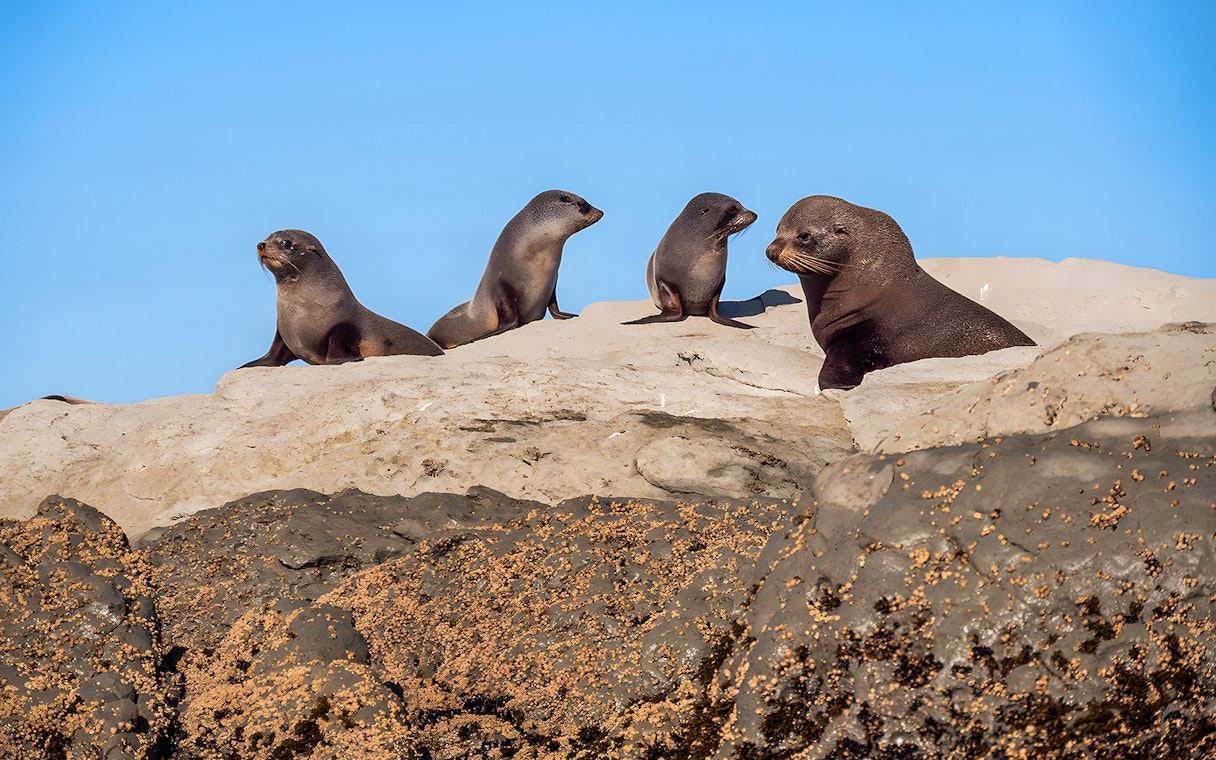 Seals resting on rocks during a guided wildlife kayaking experience.