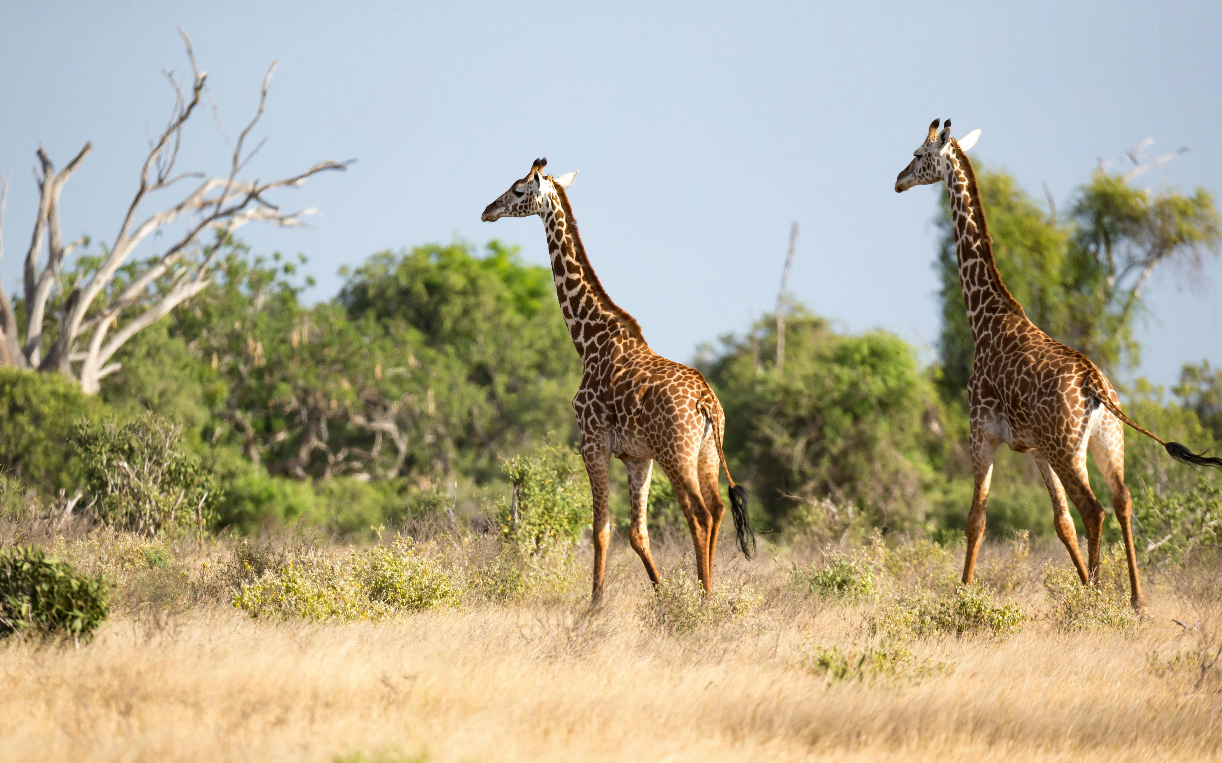 Giraffes walking among trees and bushes at Giraffe Centre, Nairobi.