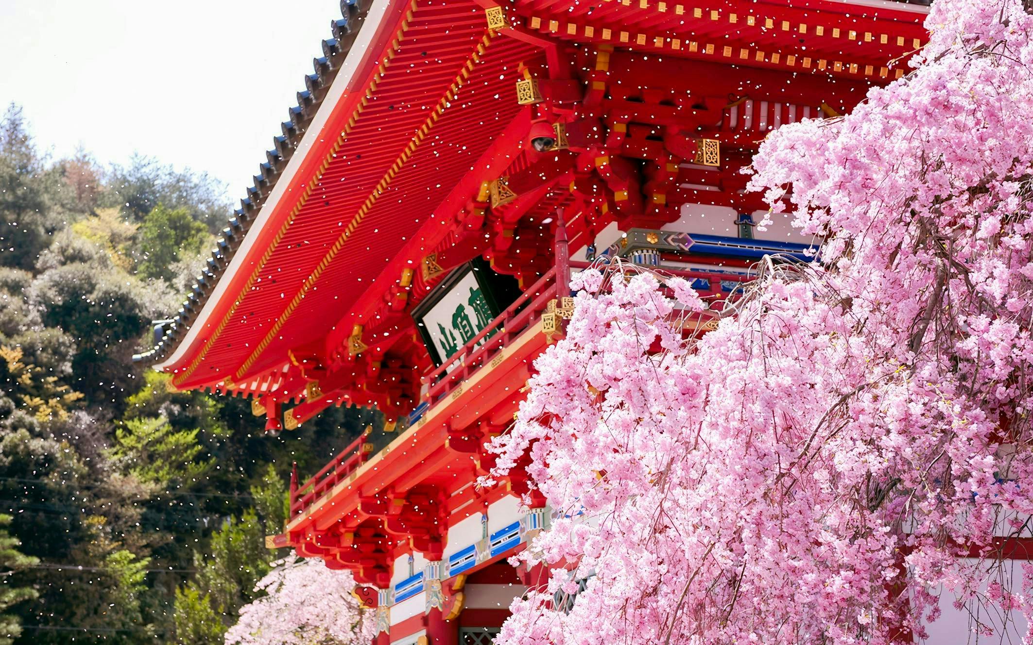 Katsuo-ji Temple in Osaka with cherry blossoms in full bloom.