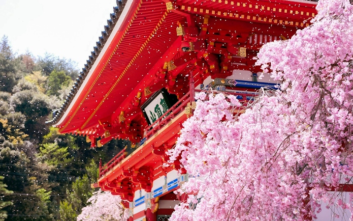 Katsuo-ji Temple in Osaka with cherry blossoms in full bloom.