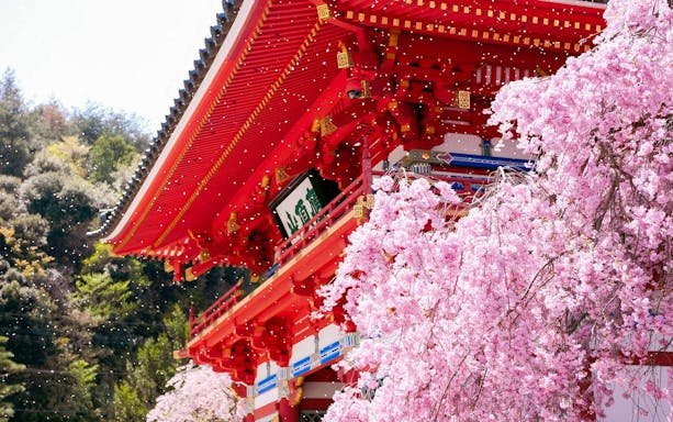 Katsuo-ji Temple in Osaka with cherry blossoms in full bloom.