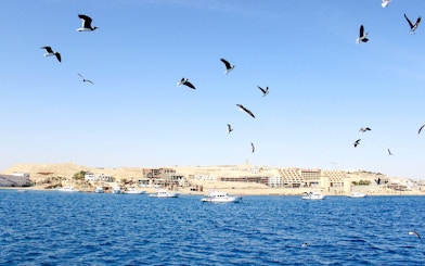 Cruise boats and birds on the Red Sea during Dolphin Watching Tour, Hurghada.