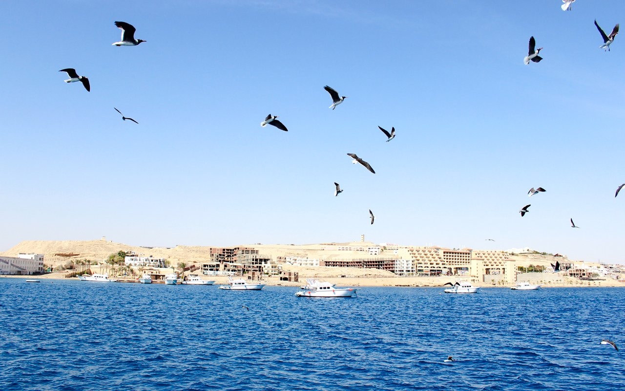 Cruise boats and birds on the Red Sea during Dolphin Watching Tour, Hurghada.