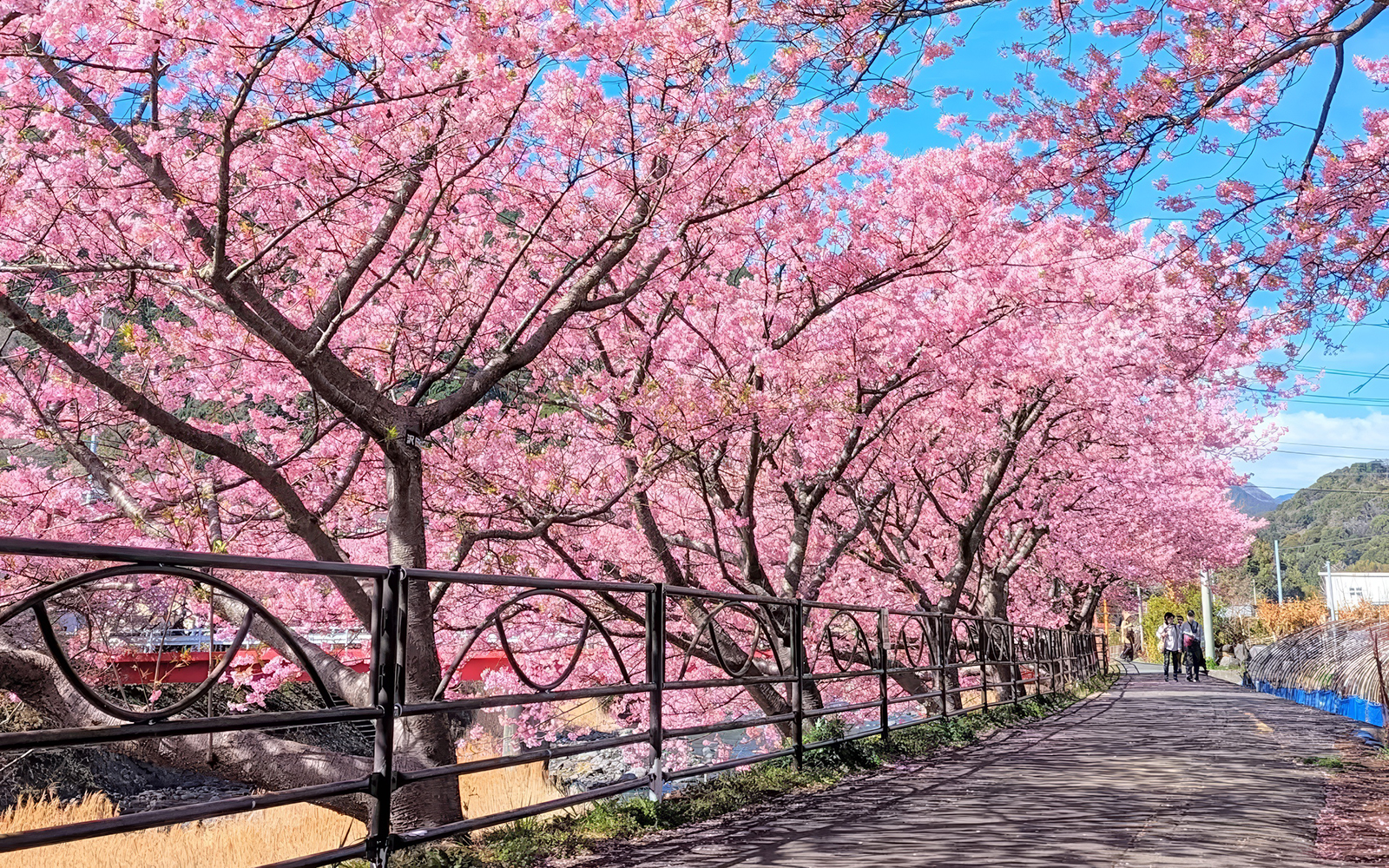 Kawazu cherry blossoms lining a riverside path in Japan during early bloom season.