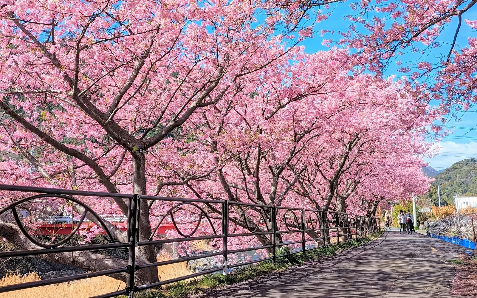 Kawazu cherry blossoms lining a riverside path in Japan during early bloom season.