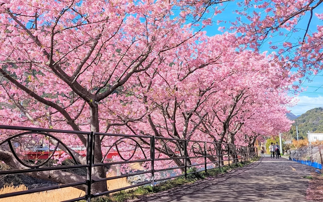 Kawazu cherry blossoms lining a riverside path in Japan during early bloom season.