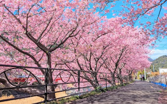 Kawazu cherry blossoms lining a riverside path in Japan during early bloom season.