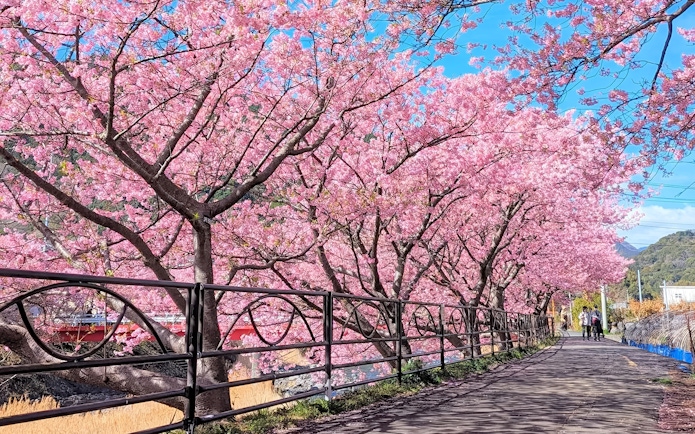 Kawazu cherry blossoms lining a riverside path in Japan during early bloom season.