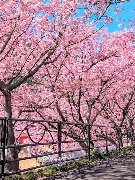Kawazu cherry blossoms lining a riverside path in Japan during early bloom season.