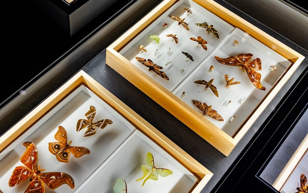 Insect specimens displayed in wooden cases at a museum exhibit.
