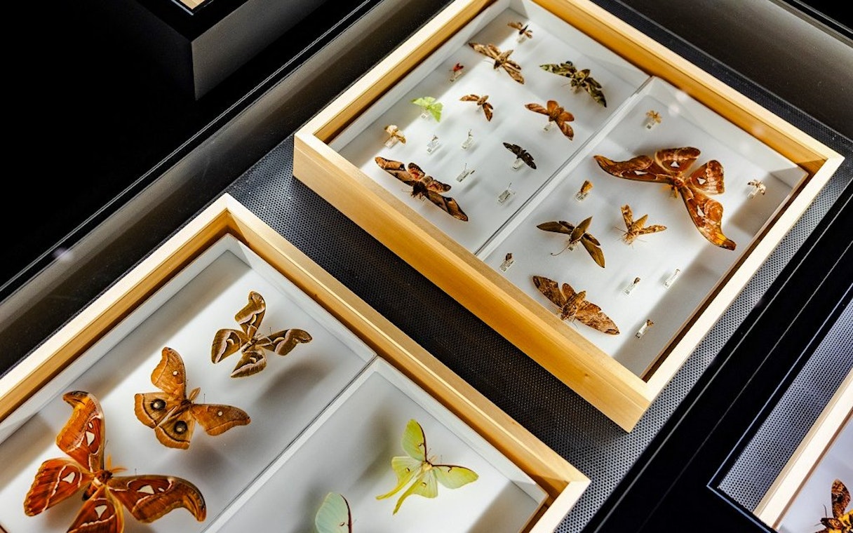 Insect specimens displayed in wooden cases at a museum exhibit.