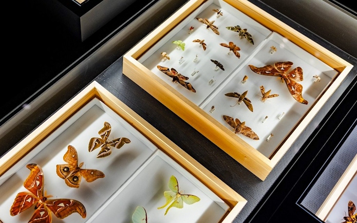 Insect specimens displayed in wooden cases at a museum exhibit.