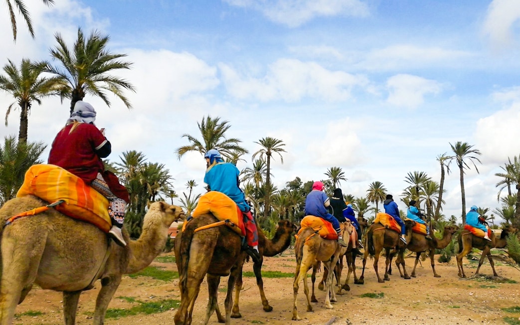Camel riders in colorful attire on a sunset tour through the Palmeraie, surrounded by palm trees.