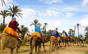 Camel riders in colorful attire on a sunset tour through the Palmeraie, surrounded by palm trees.
