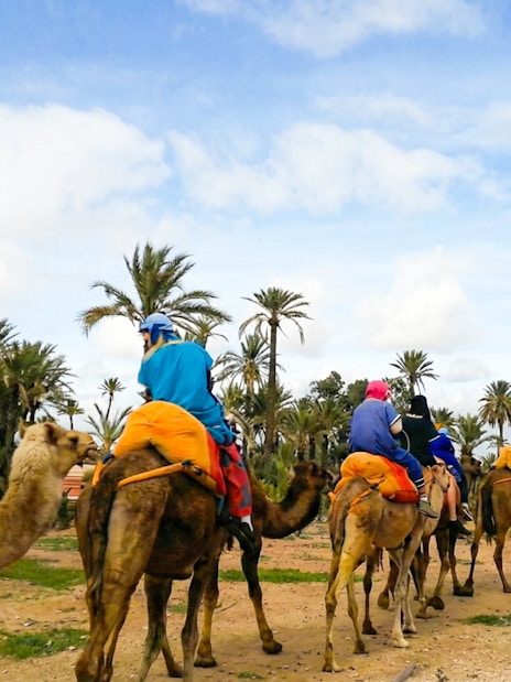 Camel riders in colorful attire on a sunset tour through the Palmeraie, surrounded by palm trees.