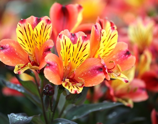 Tulp Festival Amsterdam tickets