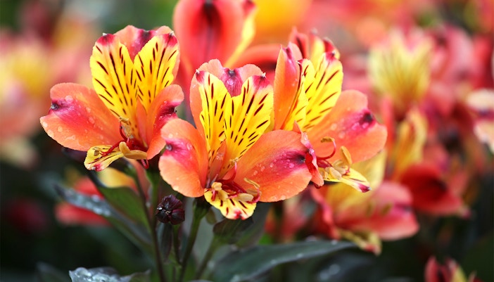 Keukenhof Events