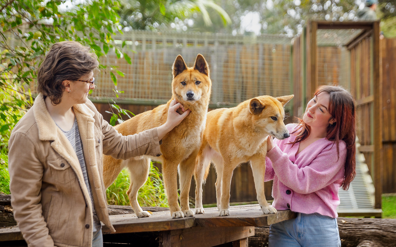 Tourists petting dingoes at Lone Pine Koala Sanctuary.
