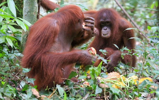 Orangutans eating fruit at Bukit Merah Orang Utan Island Foundation, Malaysia.