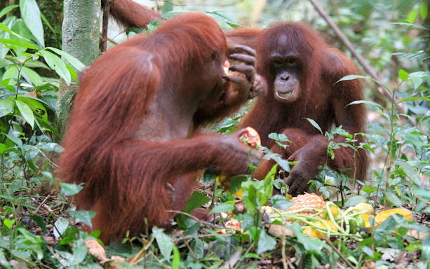 Orangutans eating fruit at Bukit Merah Orang Utan Island Foundation, Malaysia.