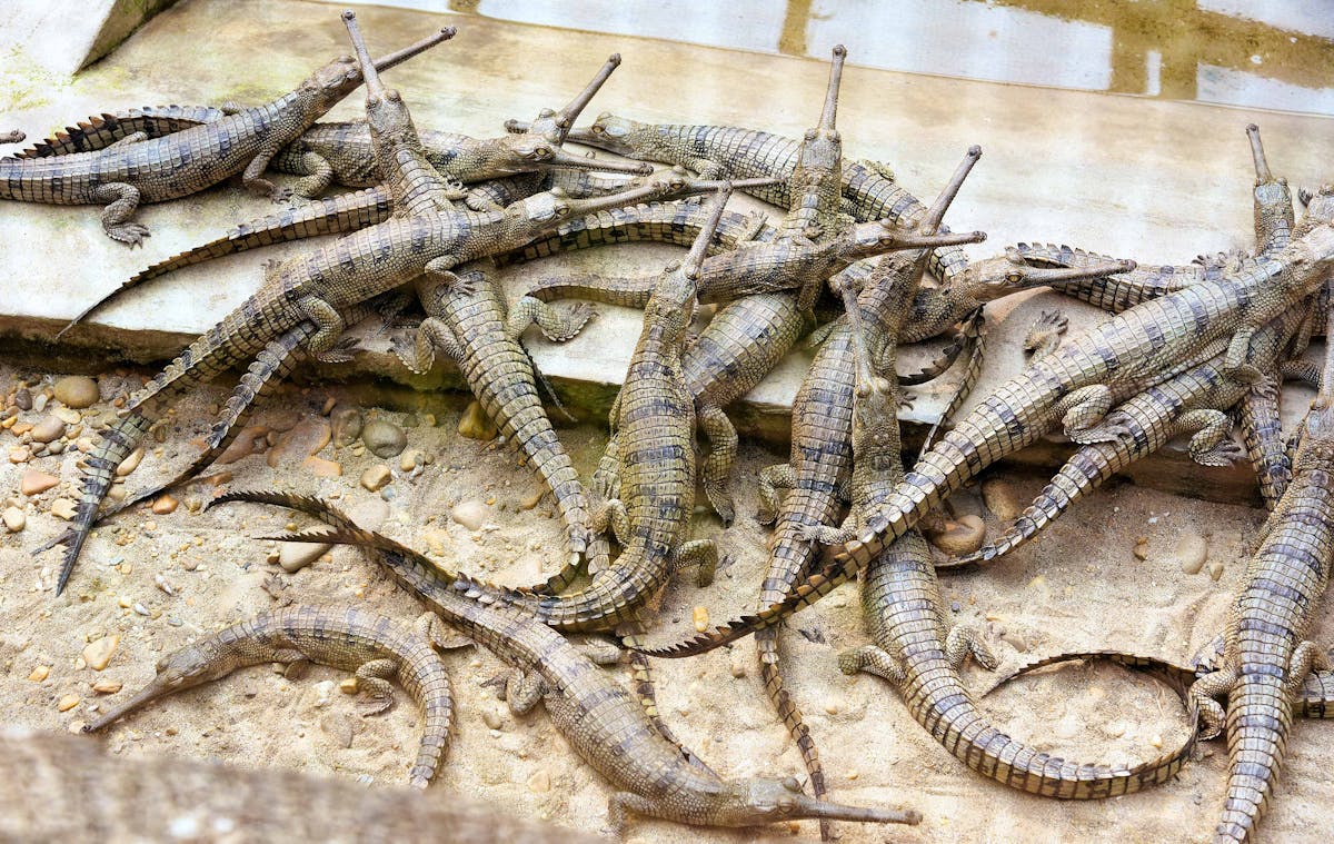 Crocodile Park Dubai