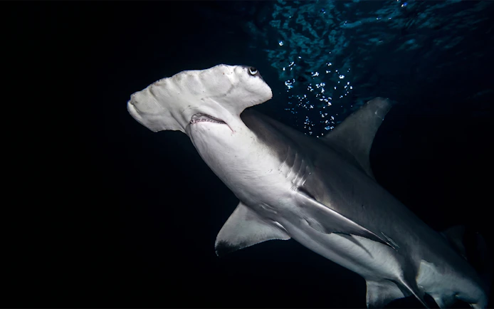 Hammerhead shark swimming at Georgia Aquarium.