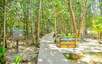 Pathway through lush forest leading to Blue Pool in Krabi, Thailand.