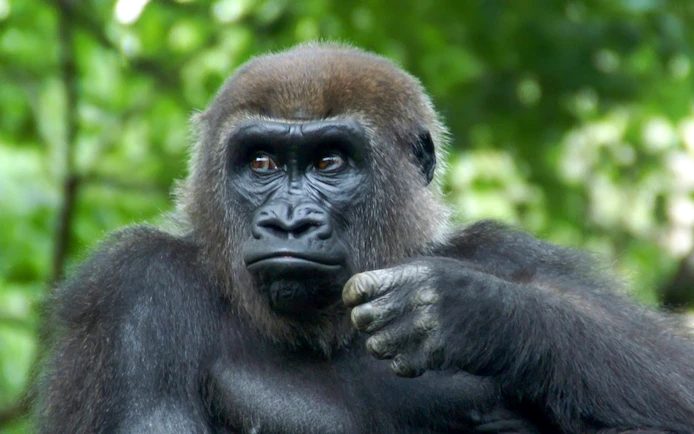 Gorilla in natural habitat at Bronx Zoo.