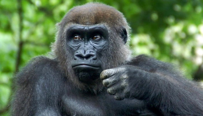 Congo Gorilla Forest