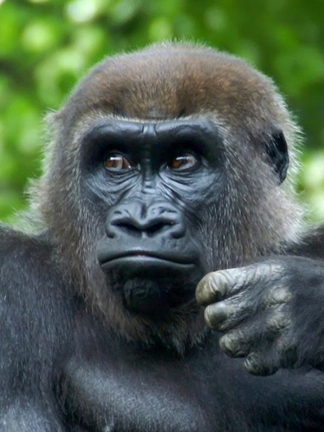 Gorilla in natural habitat at Bronx Zoo.