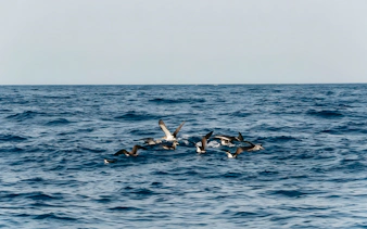 Dolphins swimming in the ocean during Sunset Speedboat Dolphin Cruise.