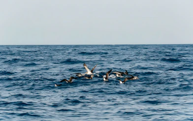 Dolphins swimming in the ocean during Sunset Speedboat Dolphin Cruise.