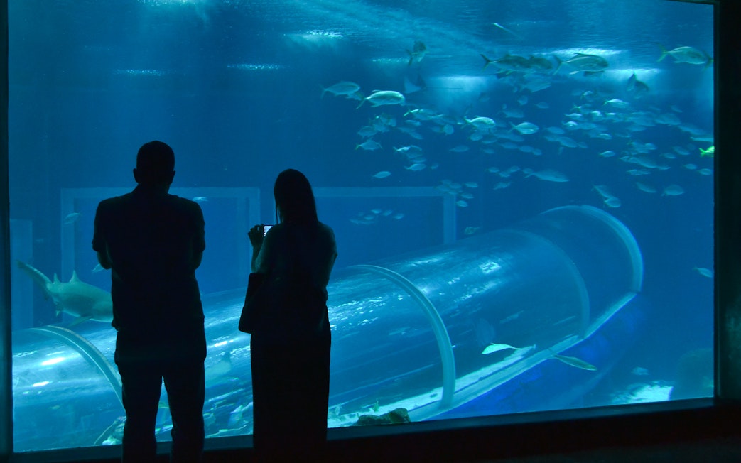 Visitors observing fish through a glass tunnel at the Rio de Janeiro aquarium.