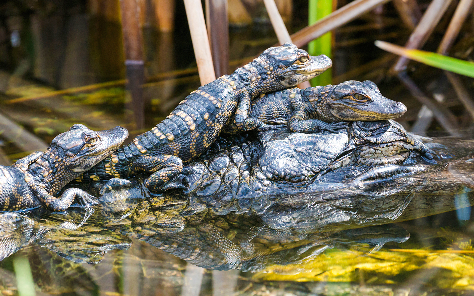 Baby alligators resting on a log in the Everglades.