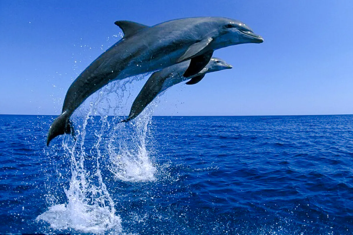 Mauritius Dolphin Watching by Speedboat & South-West Tour with Lunch and Hotel Transfers