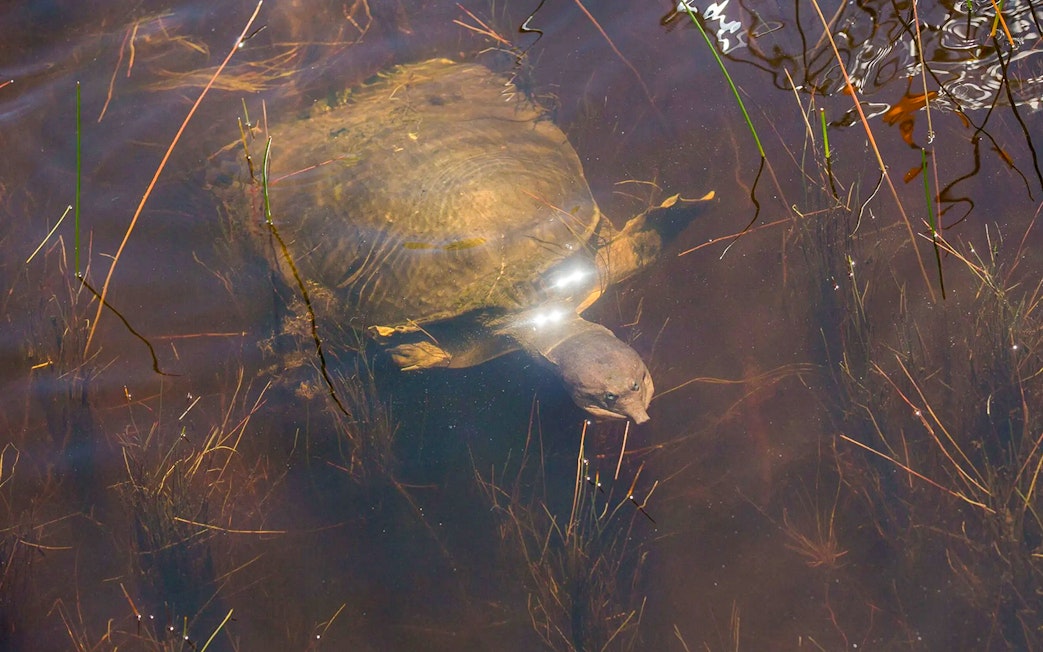 Turtle swimming in Everglades water during airboat night tour.