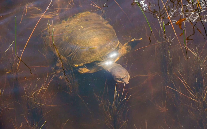 Turtle swimming in Everglades water during airboat night tour.