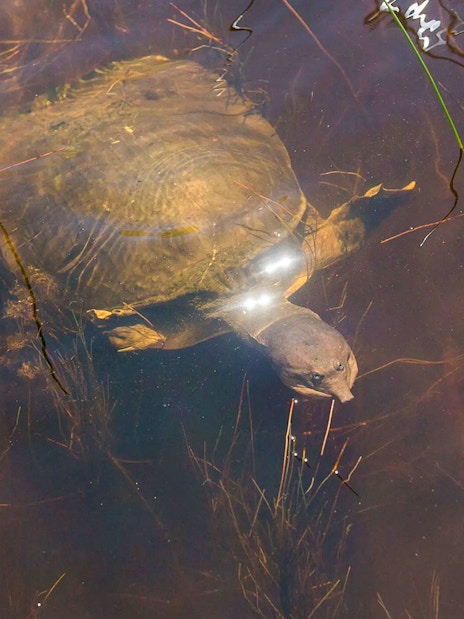 Turtle swimming in Everglades water during airboat night tour.