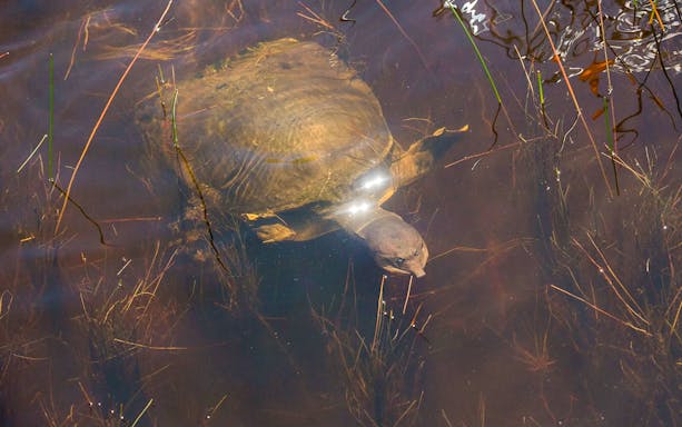 Turtle swimming in Everglades water during airboat night tour.