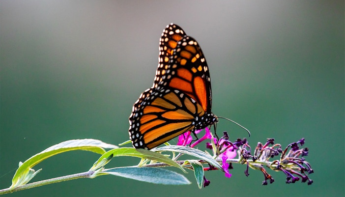 Sentosa FUN Pass - Butterfly Park and the Insect Kingdom