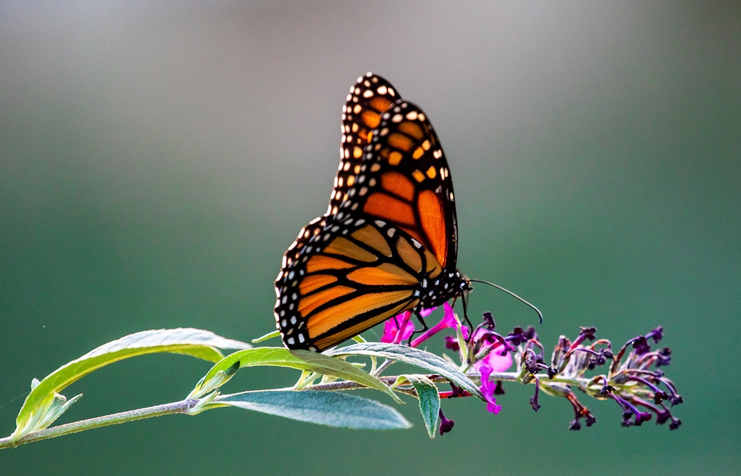 Butterfly feeding on Nectar