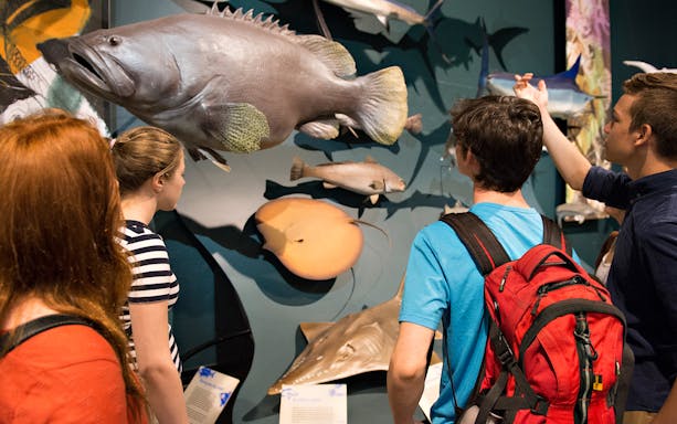 Visitors observing marine life exhibits at a Darwin museum during a guided city tour.