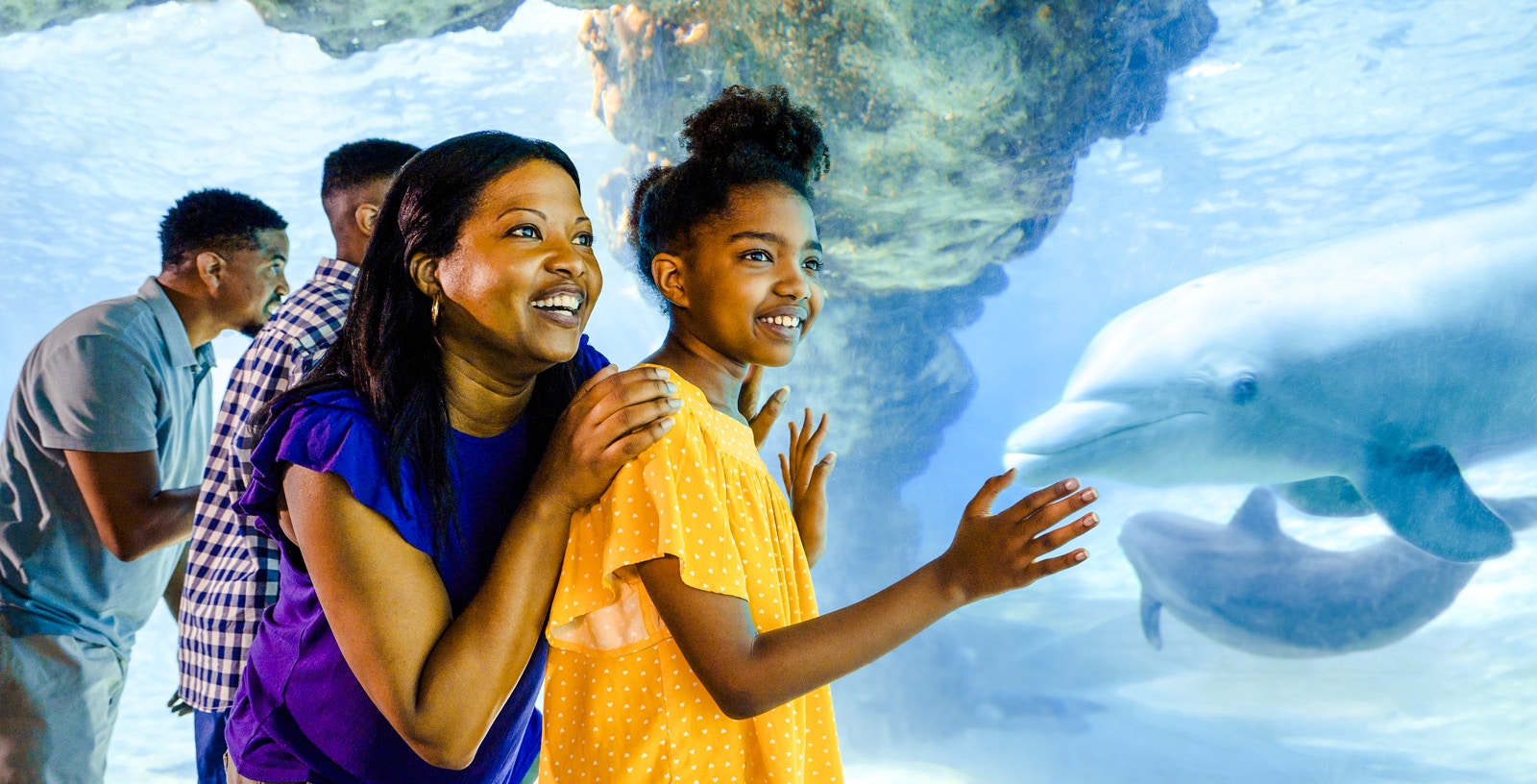 Guests observing dolphins at SeaWorld Orlando.