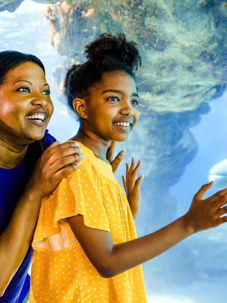 Guests observing dolphins at SeaWorld Orlando.
