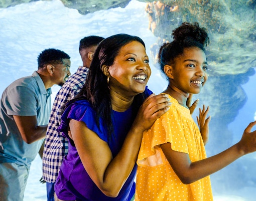 Guests observing dolphins at SeaWorld Orlando.