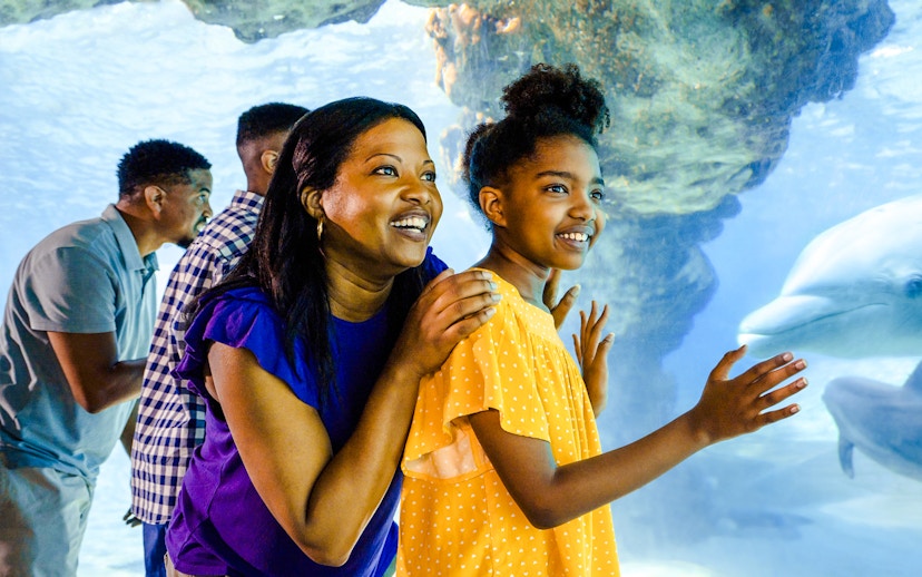 Guests observing dolphins at SeaWorld Orlando.