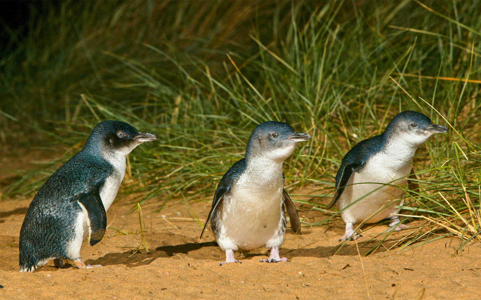 Penguins walking on sand during the Phillip Island penguin parade tour.