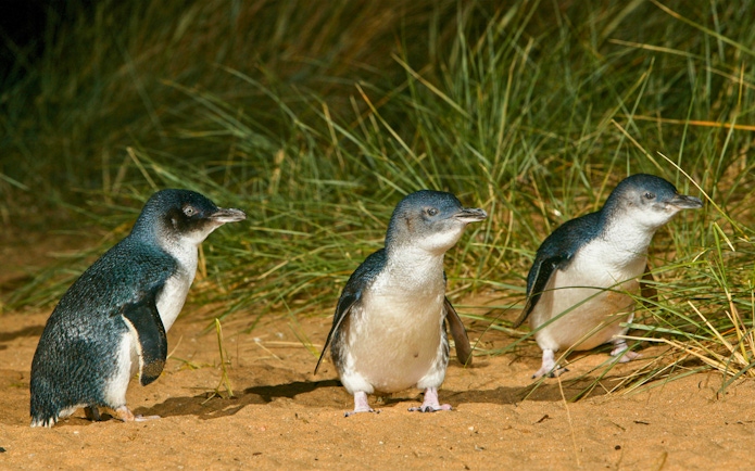 Penguins walking on sand during the Phillip Island penguin parade tour.