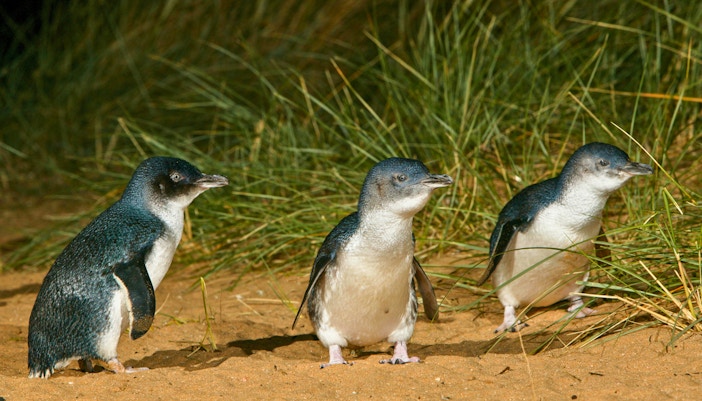 Phillip Island penguin parade at dusk with penguins returning from the sea.