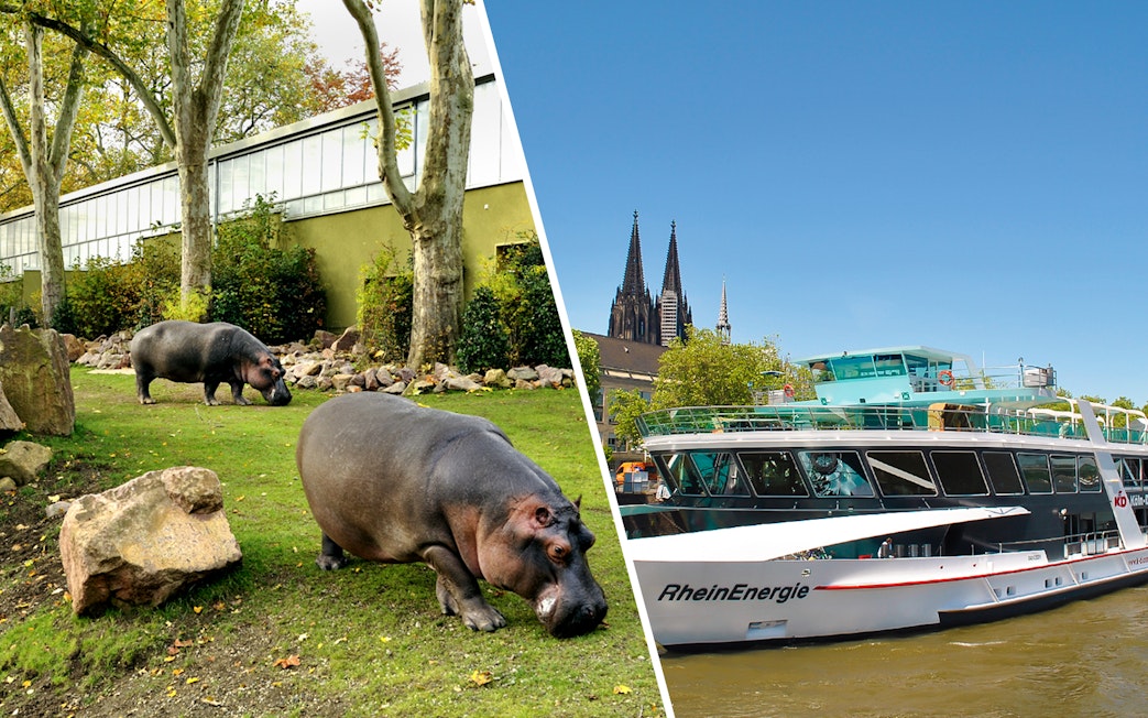 Cologne Zoo hippos and Rhine cruise boat with Cologne Cathedral in background.